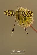 Image result for Butterfly Bug