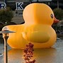 Image result for Rubber Duck Floating