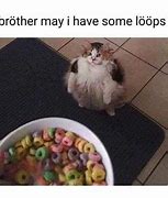 Image result for Most Hilarious Cat Memes