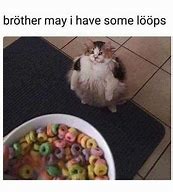 Image result for Hilarious Cat Memes