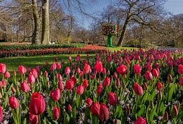 Image result for Tulip Park