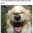 Image result for Dog Confidence Meme