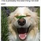 Image result for SUP Dog Meme