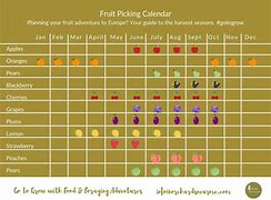 Image result for Seasonal Fruit Picking