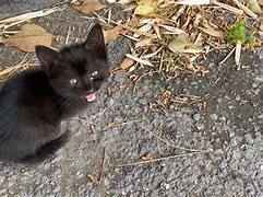 Image result for Guard Kitty Black Cat