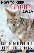 Image result for Wall Coyote Deterrent