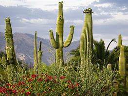 Image result for Desert Cactus Trees