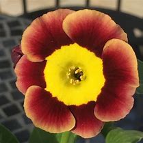 Afbeeldingsresultaten voor Primula auricula Ted Roberts