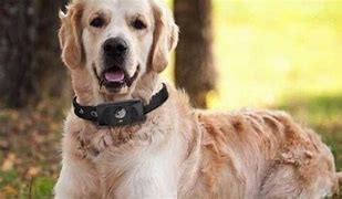 Image result for Cell Phones for Dogs
