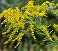 Image result for Autumn Wildflowers