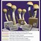 Image result for Oregon Magic Mushrooms