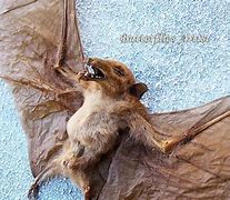 Image result for Wolf Bat