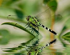 Image result for Dragonfly