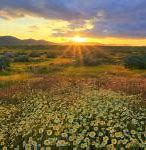 Image result for Sunshine Background and Flowers
