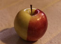 Image result for Half Red Half Green Apple
