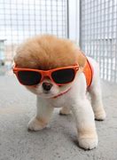 Image result for Coolest Dogs