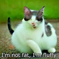 Image result for Fat Cat Memes Funny