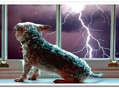Image result for Dog Lightning Storm