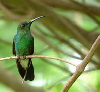 Image result for Chalybura Trochilidae