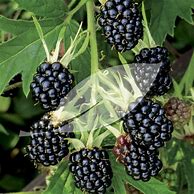 Image result for Rubus fruticosus Hull Thornless