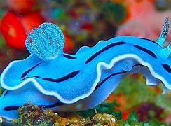 Image result for Exotic Marine Life