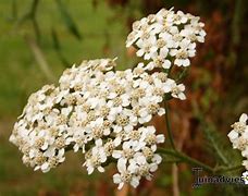 Image result for Achillea millefolium Alabaster