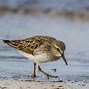 Image result for calidris_fuscicollis