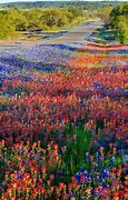 Image result for Texas Spring Wildflowers