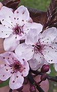 Image result for Cherry Plum Tree Facts
