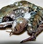 Image result for Angry Fat Frog