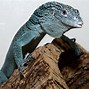 Image result for Emerald Green Lizard