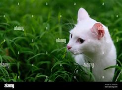 Image result for Pure White Cat