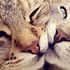Image result for Kitten Love