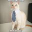 Image result for Boss Cat Pic