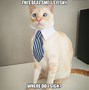 Image result for Boss Cat Meme