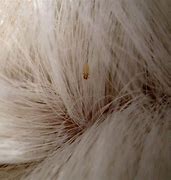 Image result for horse lice pictures