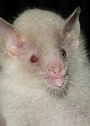 Image result for Albino Bat Cute
