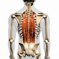 Image result for human spine skins