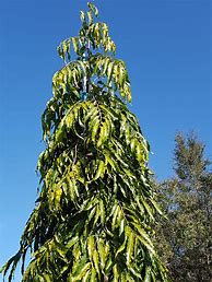 Image result for Mast Tree
