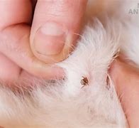 Image result for Tick Under Dogs Skin Pictures