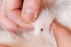 Image result for Embedded Deer Tick Dog