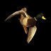 Image result for Mallard Drake Duck Mounts