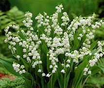 Image result for Lily Valley Flower in so Cal