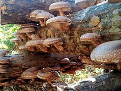 Image result for Jumbo Shiitake Mushrooms