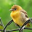 Image result for Baby Birds