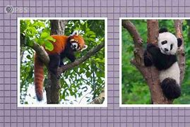 Image result for Giant Panda vs Panda