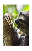 Image result for Sloth On Computer