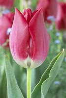 Image result for Tulipa aximensis