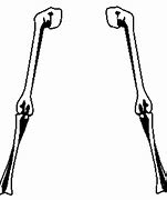 Image result for Skeleton Arm Pointing PNG