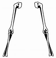 Image result for Right Arm Skeleton Cut Out